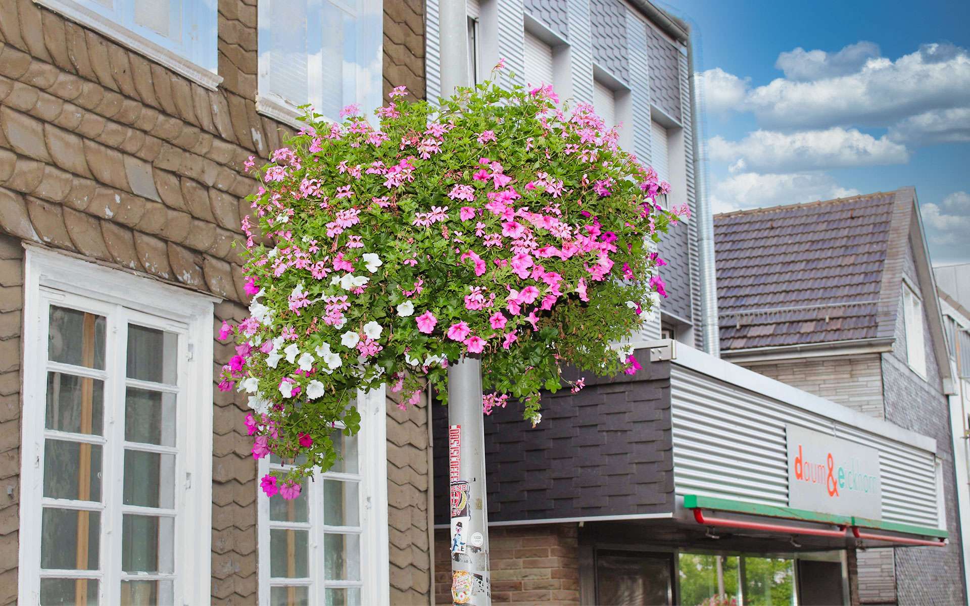 Blumenampel mit pinken und weißen Blüten vor einer Hausfassade