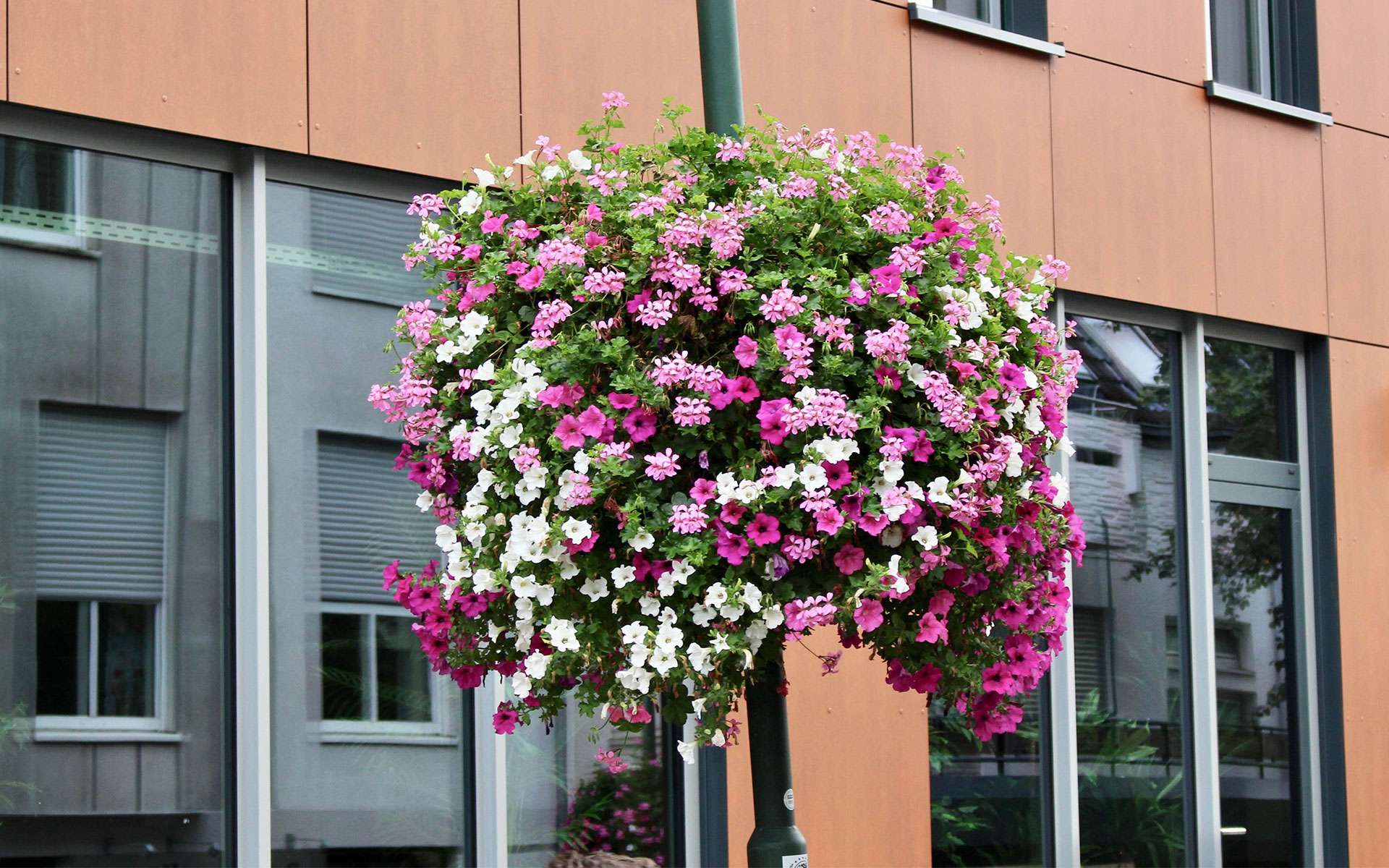 Nahaufnahme einer Blumenampel mit pinken und weißen Blüten