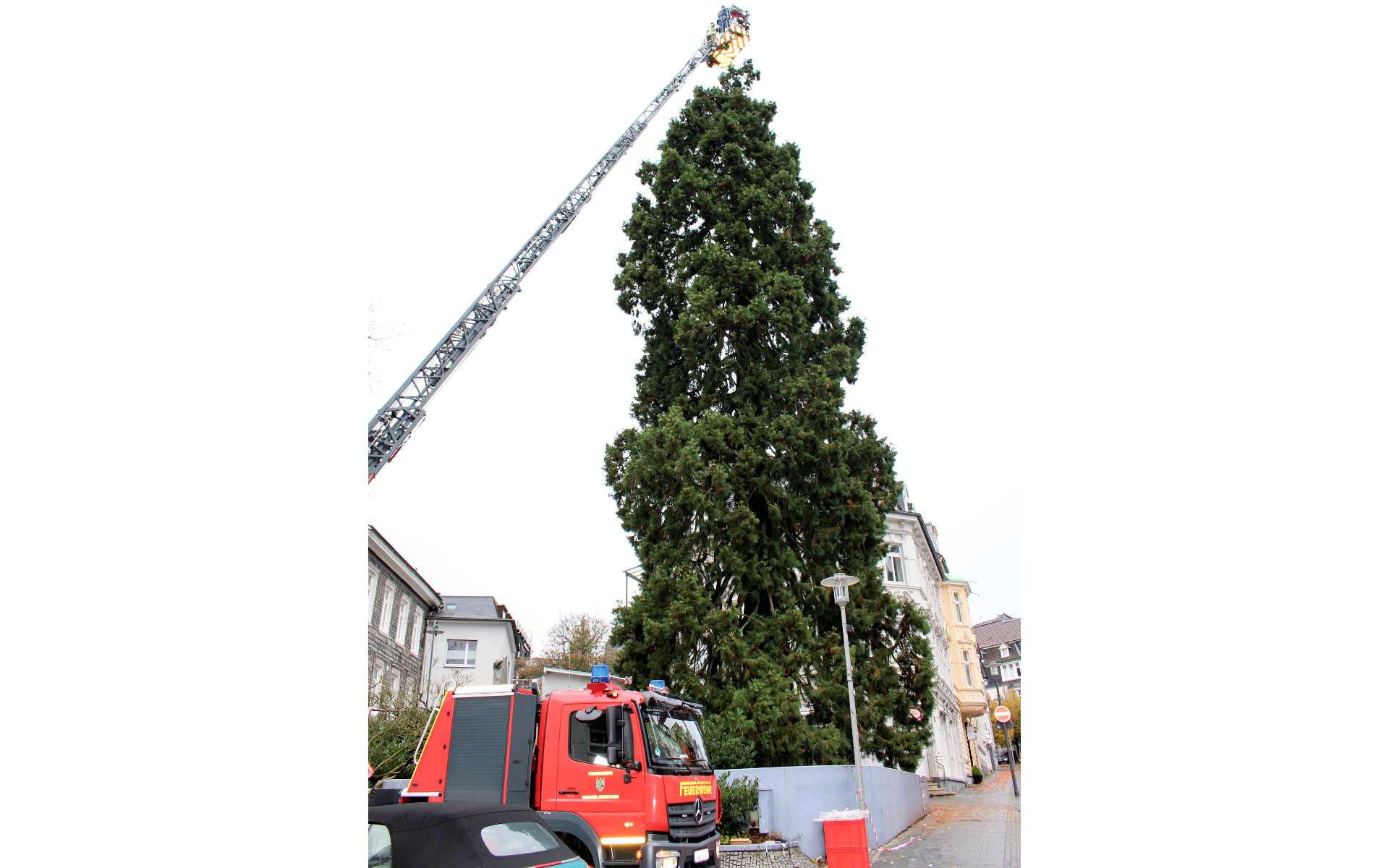Weihnachtsbaum wird mit einem Kran aufgestellt